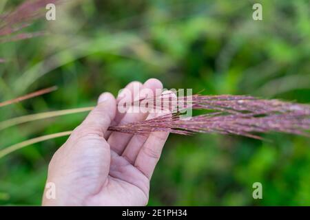 Uomo mano che tiene Rosa Muhly Grass Muhlenbergia capillaris. Foto Stock