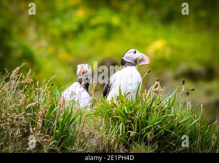 Un paio di puffini seduti su una scogliera insieme, che si affacciano sull'oceano, l'Islanda. Foto Stock