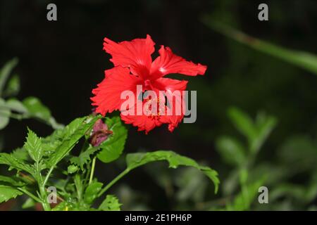 Fiore rosso ibisco aperto nel giardino, hibiscus fiore immagine priva di royalty Foto Stock