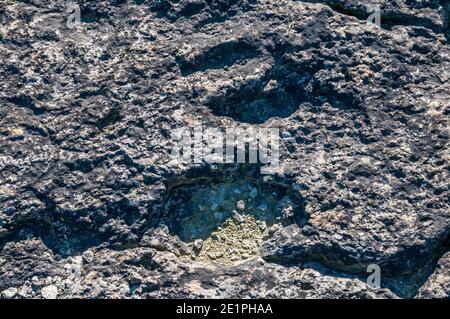 Ichnite, fossile track, footprint, Enteledon, Sant Mateu de Bages, Catalogna, Spagna Foto Stock
