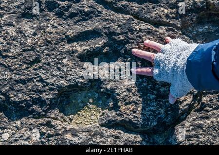 Donna mano che mostra un ichnite, fossile traccia, impronta, Enteledon, Sant Mateu de Bages, Catalogna, Spagna Foto Stock