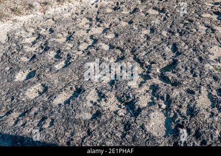 Ichnite, fossile track, footprint, Enteledon, Sant Mateu de Bages, Catalogna, Spagna Foto Stock