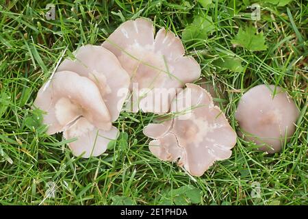 Lepista sordida, chiamato anche Rhodopaxillus sordidus e Tricholoma sordidum, sordido blewit, funghi selvatici provenienti dalla Finlandia Foto Stock