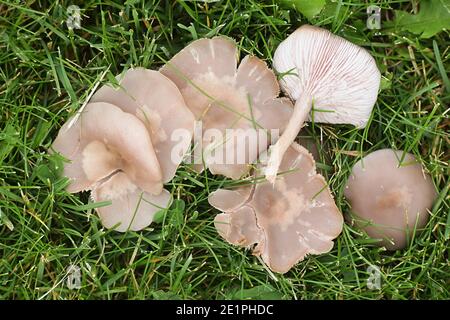 Lepista sordida, chiamato anche Rhodopaxillus sordidus e Tricholoma sordidum, sordido blewit, funghi selvatici provenienti dalla Finlandia Foto Stock