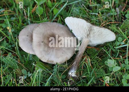 Melanoleuca melaleuca, conosciuto come cavalier calvo o cavaliere calvo, fungo selvatico dalla Finlandia Foto Stock