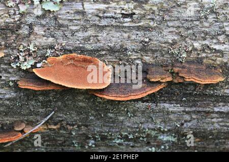 Phellinus viticola, polipore marrone dalla Finlandia senza nome inglese comune Foto Stock