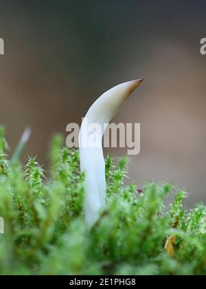 Clavaria fragilis, chiamato anche Clavaria vermicularis, comunemente noto come dita fata, corallo verme bianco, o mandrini bianchi, fungo selvatico dalla Finlandia Foto Stock