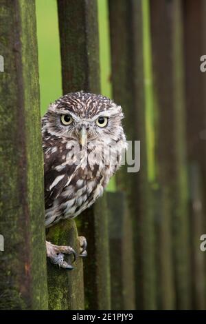 Piccolo gufo, Athene noctua, captive, REGNO UNITO Foto Stock