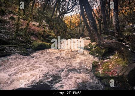 Nel tardo pomeriggio luce del sole mentre il fiume Fowey scorre lungo Golitha Falls nello storico e antico bosco Draynes Wood in Cornovaglia. Foto Stock