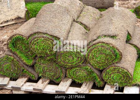 Tappeto erboso laminato su pallet per la posa di un tappeto erboso fresco Foto Stock