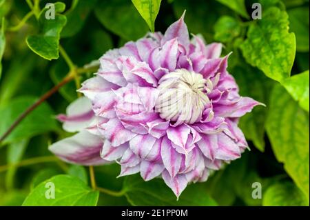 Clematis 'Josephine' una pianta arbusto fiorita estiva con un doppio fiore rosa in estate che apre da giugno a settembre, foto d'inventario Foto Stock