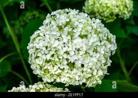 Hydrangea arborescens 'Annabelle' una pianta arbusto fioritura estiva con un Bianco fiore estivo che apre da luglio a settembre e. comunemente noto Foto Stock