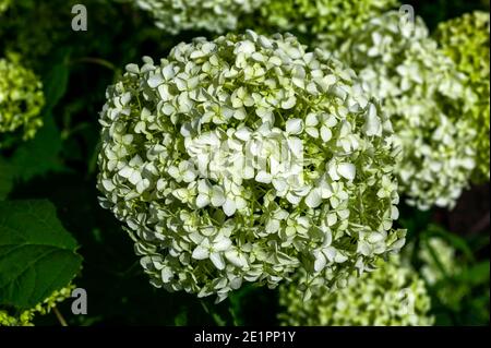 Hydrangea arborescens 'Annabelle' una pianta arbusto fioritura estiva con un Bianco fiore estivo che apre da luglio a settembre e. comunemente noto Foto Stock