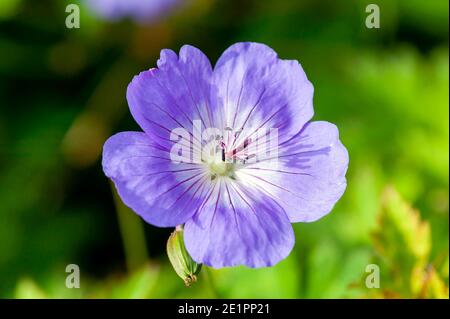 Geranio Rozanne 'Gerwat' una pianta estiva fiorente con una viola Fiore blu estivo che apre da giugno a settembre che è comunemente noto come c Foto Stock