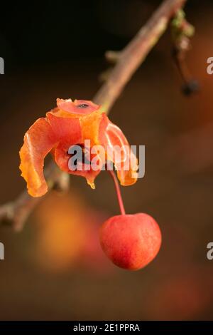 Mela di granchio ‘Evereste’, frutto finale della stagione con uno che mostra dopo effetto di alimentazione degli uccelli, modelli in natura Foto Stock