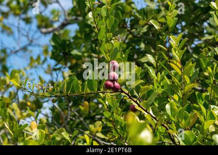 Coco Plum, Seicelle Foto Stock