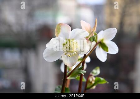 Rose da neve (Helleborus niger) su un davanzale a Vienna Foto Stock