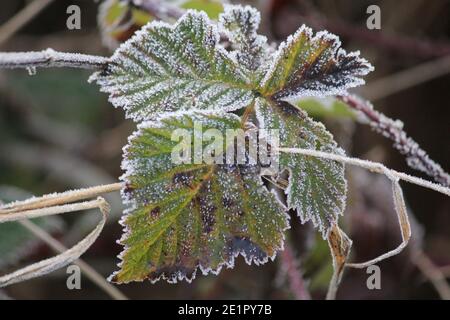 Inverno nel parco cittadino di Staddijk Foto Stock
