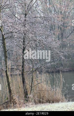 Inverno nel parco cittadino di Staddijk Foto Stock