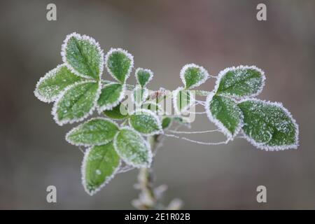 Inverno nel parco cittadino di Staddijk Foto Stock