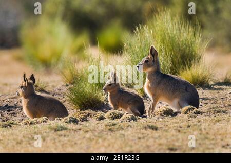 Patagonia cavi, Dolichotis patagonum, Penisola Valdes, Patrimonio dell'Umanità dell'UNESCO, Provincia di Chubut, Patagonia , Argentina. Foto Stock