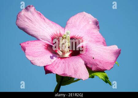 Hibiscus syriacus 'Aphrodite' fiore singolo rosa contro il cielo blu Foto Stock