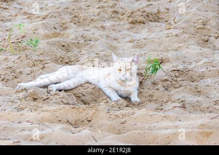 zenzero gatto tabby con gli occhi insolitamente marroni giace sulla sabbia con piante rare, fuoco selettivo Foto Stock