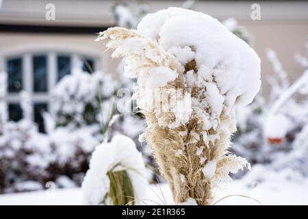 Pampas erba fronts con un cappuccio di neve spesso Foto Stock