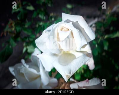 Primo piano di rosa bianca su cespuglio Foto Stock