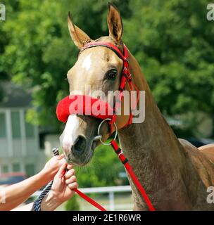 Bel cavallo akhal-teke in preparazione per una gara di resistenza. Foto Stock