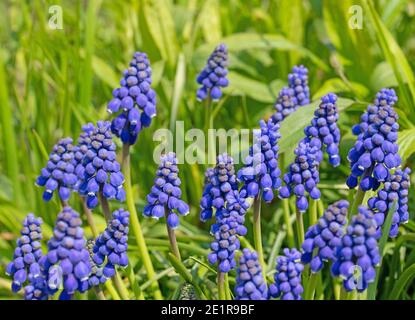 Giacinti d'uva fioriti, muscari, in primavera Foto Stock