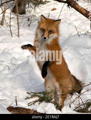 Volpe rossa guardando la macchina fotografica e in piedi sulle gambe posteriori nella stagione invernale nel suo ambiente e habitat con neve e rami sfondo. Immagine FOX. Foto Stock