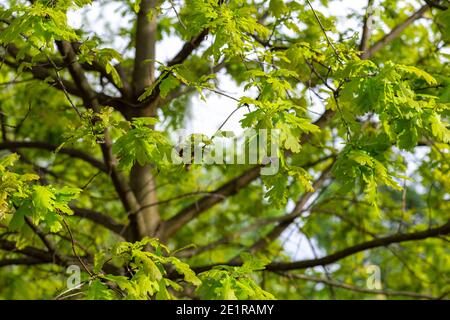 Fresco verde giovane quercia foglie giorno d'estate Foto Stock