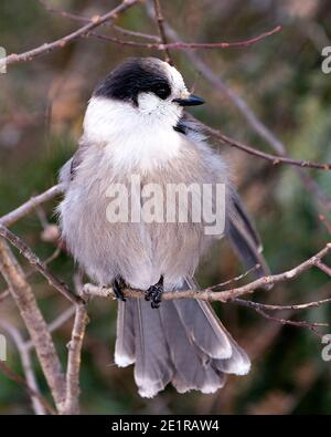 Vista ravvicinata del profilo Gray Jay appollaiato su un ramo di albero nel suo ambiente e habitat, con una palla di piumaggio grigio piuma e coda di uccello. Immagine Foto Stock
