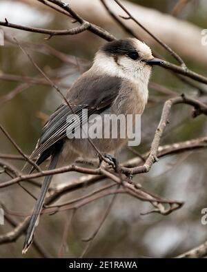 Vista del profilo in primo piano di Gray Jay appollaiato sul ramo dell'albero con uno sfondo sfocato nel suo ambiente che mostra le ali grigie in piuma d'oca e la coda degli uccelli. Foto Stock