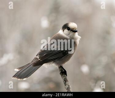 Vista ravvicinata del profilo Gray Jay appollaiato sul ramo con sfondo sfocato nel suo ambiente e habitat. Immagine. Immagine. Verticale. Foto Stock