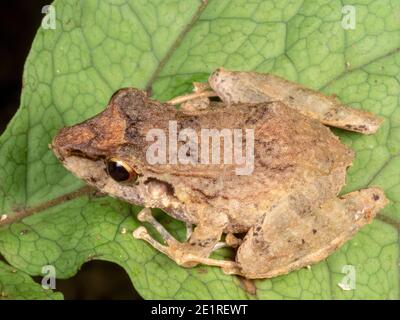 Malkin's Rain Frog (Pristimantis malkini) nella foresta pluviale, Ecuador Foto Stock