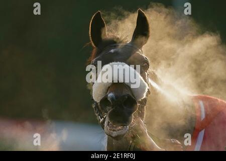 Steam sale da McFabulous dopo aver vinto il Dornan Engineering Relkeel Hurdle, presso l'ippodromo di Kempton Park. Foto Stock