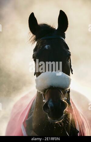 Steam sale da McFabulous dopo aver vinto il Dornan Engineering Relkeel Hurdle, presso l'ippodromo di Kempton Park. Foto Stock