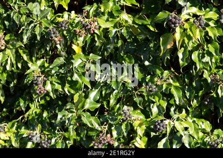 Hedera, o Ivy, con bacche nere che formano una siepe, raffigurato in inverno, Regno Unito Foto Stock