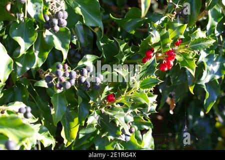 Holly, o Ilex, con bacche rosse, e Hedera, o Ivy con bacche nere formando una siepe, nella foto d'inverno, Regno Unito. Foto Stock