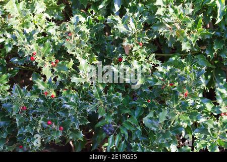 Holly, o Ilex, con bacche rosse, e Hedera, o Ivy con bacche nere formando una siepe, nella foto d'inverno, Regno Unito. Foto Stock