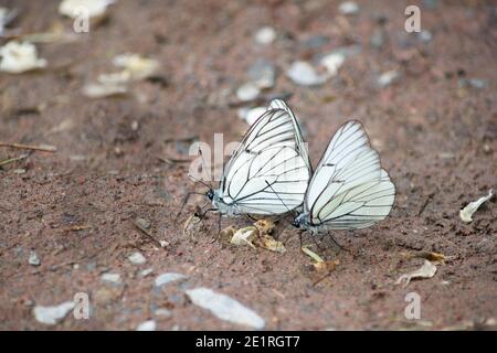 Due belle farfalle bianche sulla riva del fiume - Aporia crataegi primo piano Foto Stock