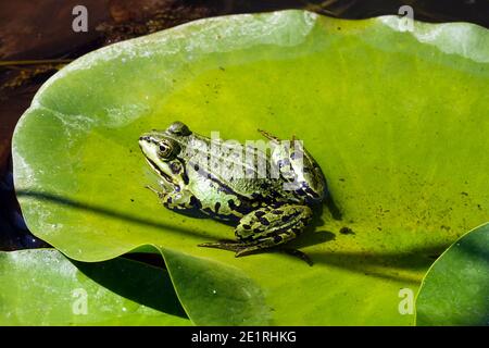 Marsh Frog, Pelophylax ridibundus o L seduti su una foglia in un piccolo laghetto con giardino Foto Stock
