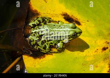 Rana palude, Pelophylax ridibundus o Rana ridibunda seduti su una foglia in un piccolo giardino stagno fauna selvatica Foto Stock