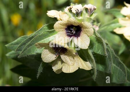 Henbane (Hyoscyamus niger) Foto Stock