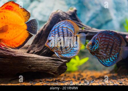 Vista del pesce discus che nuotano nell'acquario piantato. Pesci tropicali. Splendidi sfondi naturali. Concetto di hobby. Foto Stock