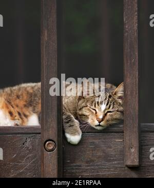gatto felice che gioca su una terrazza solarium Foto Stock