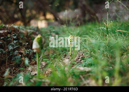 I semi della pianta di Arum sono verdi in erba e creeping edera sul terreno. Foto Stock