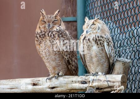 Un paio di faraone aquila-gufo (Bubo ascalafus) da vicino arroccato su brach che riposa negli Emirati Arabi Uniti. Foto Stock